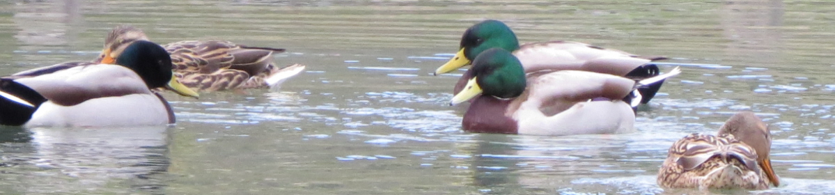 Quail Hollow Property Owners Association