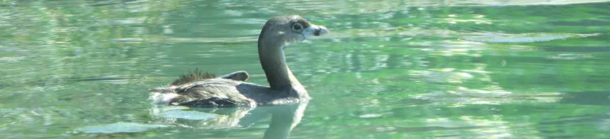 Quail Hollow Property Owners Association