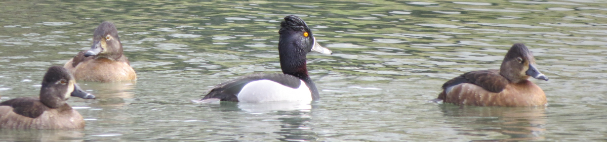 Quail Hollow Property Owners Association